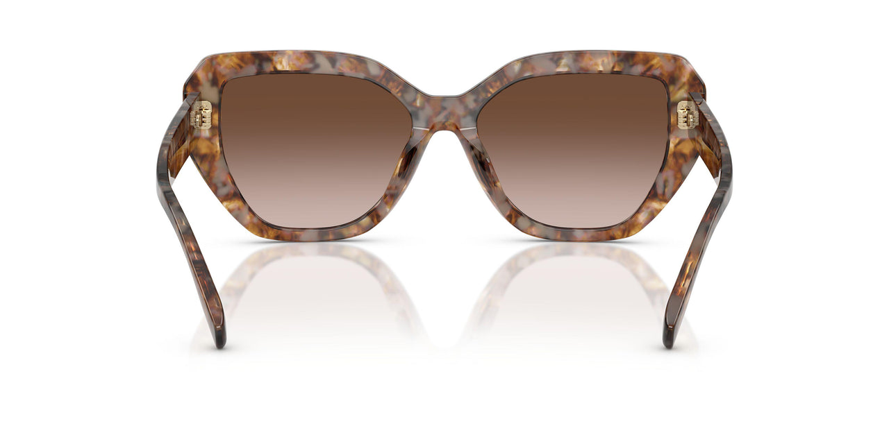 197513 - Tortoise - Brown Gradient
