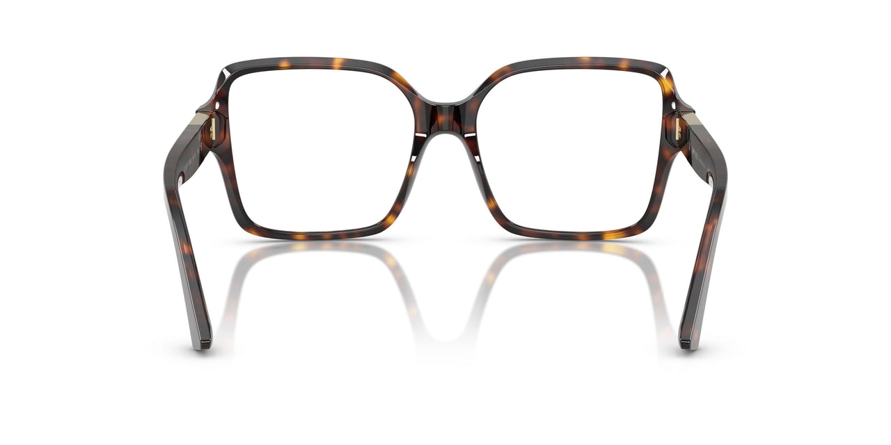 5002 - Tortoise