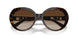 300613 - Tortoise - Brown Gradient