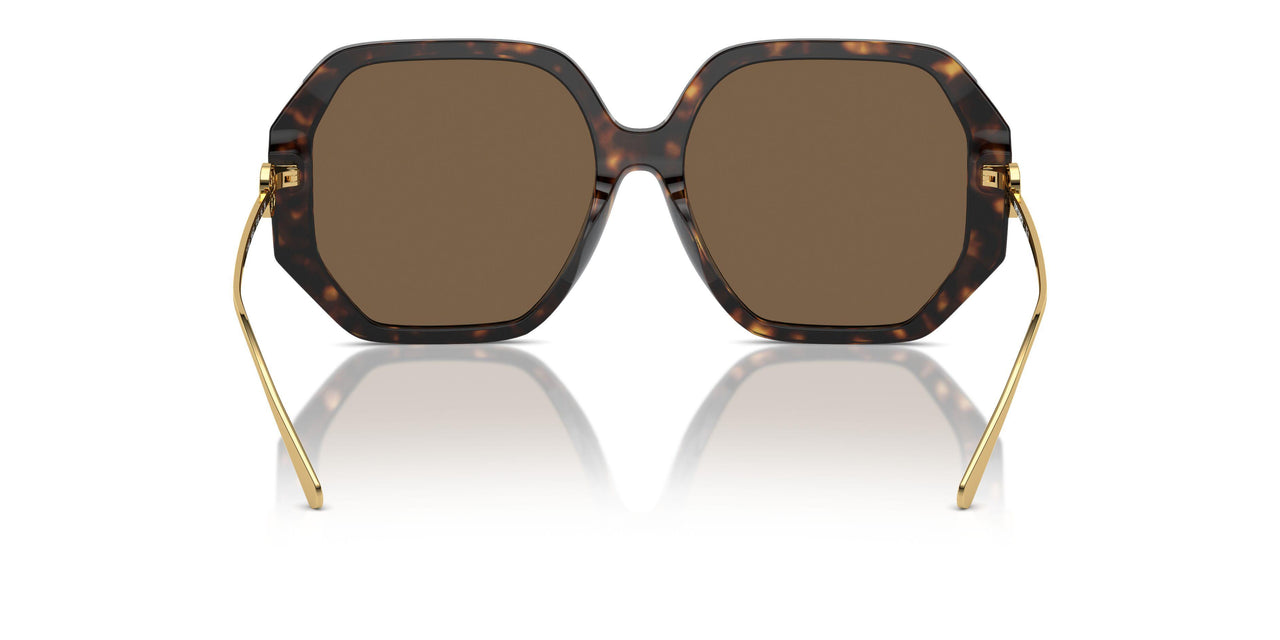 196473 - Tortoise - Dark Brown
