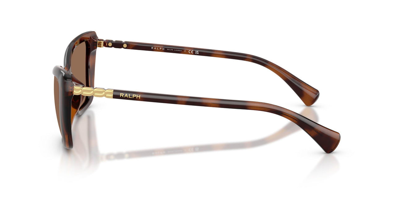614973 - Tortoise - Brown