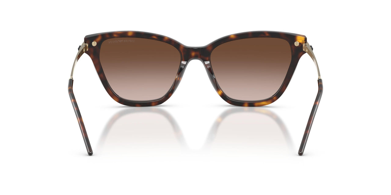 502613 - Tortoise - Brown Gradient