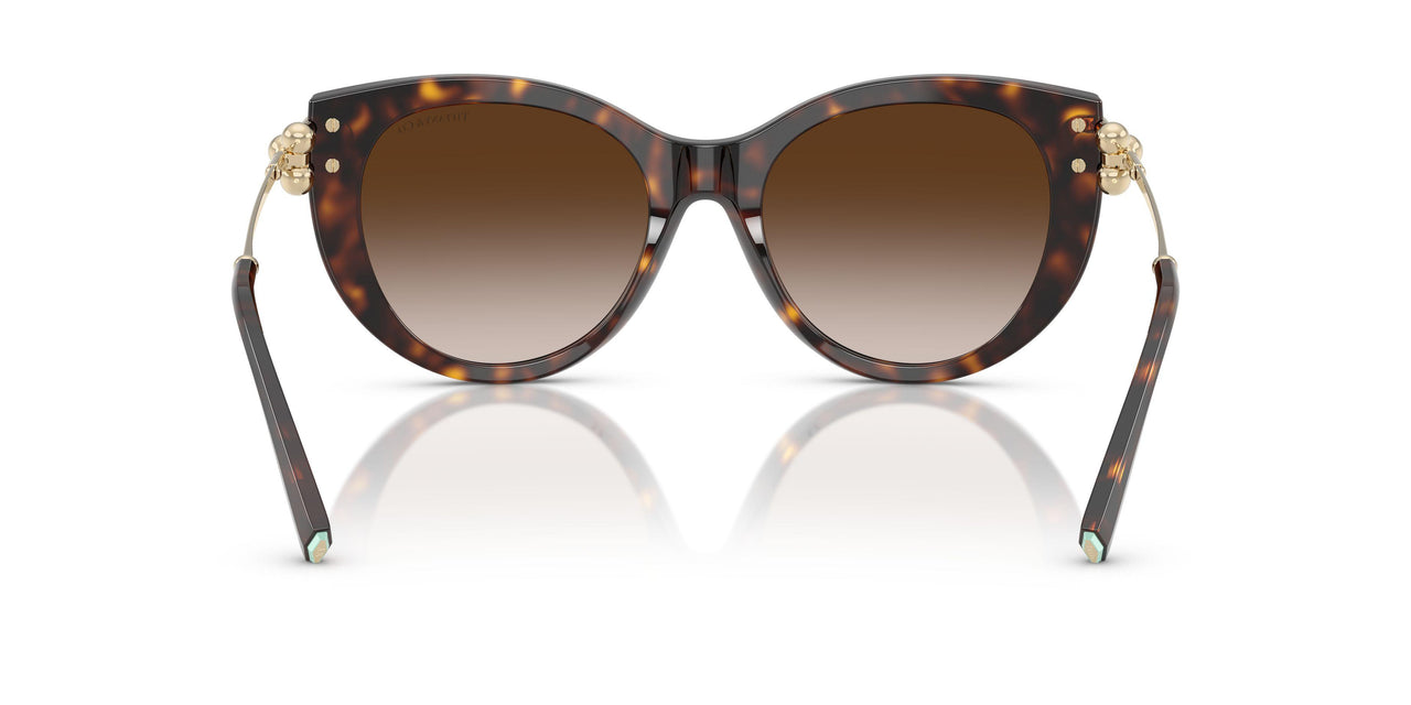 80153B - Tortoise - Brown Gradient