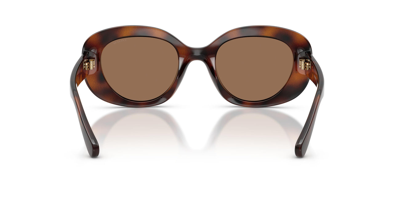 512073 - Tortoise - Brown Solid