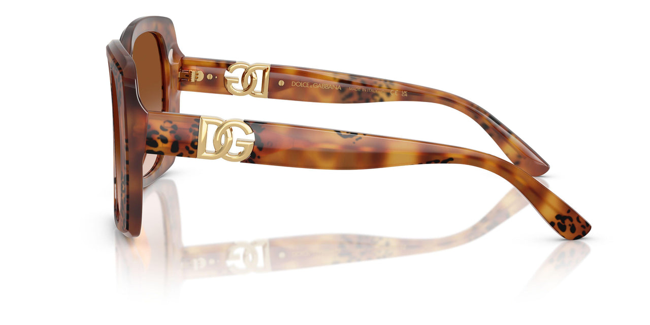 338013 - Tortoise - Brown Gradient