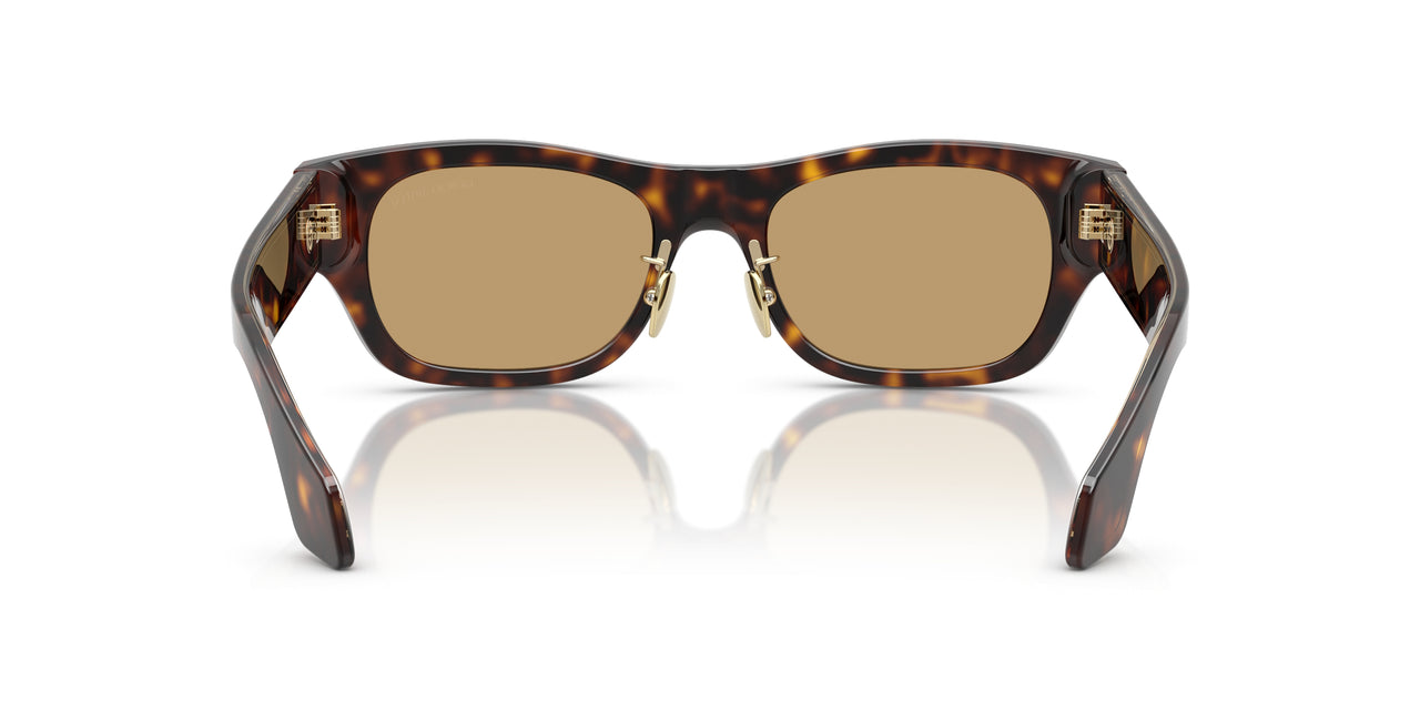 502673 - Tortoise - Brown