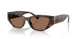 624173 - Tortoise - Brown