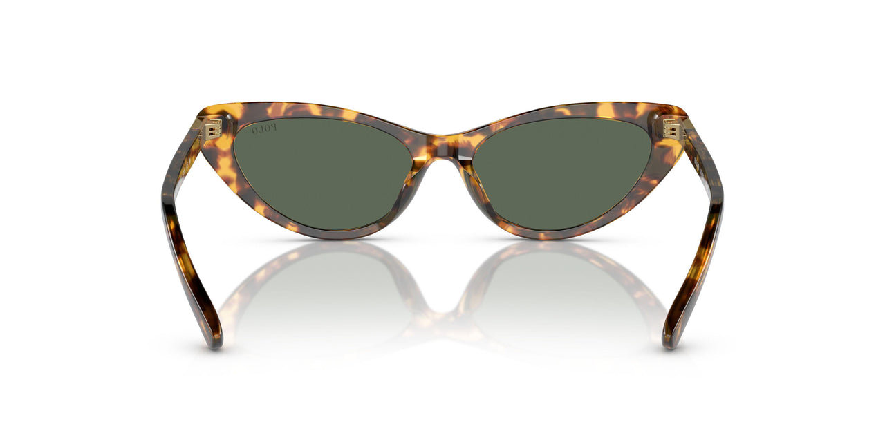 607871 - Tortoise - Dark Green