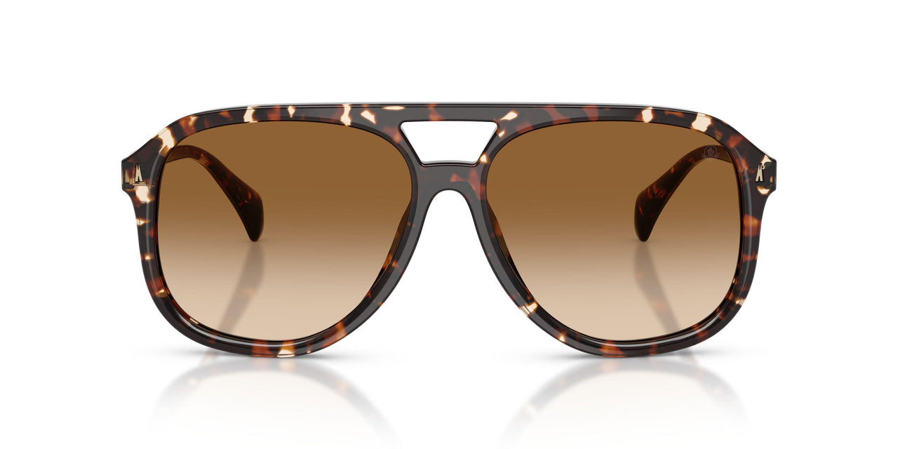 304889 - Tortoise - Gradient Brown