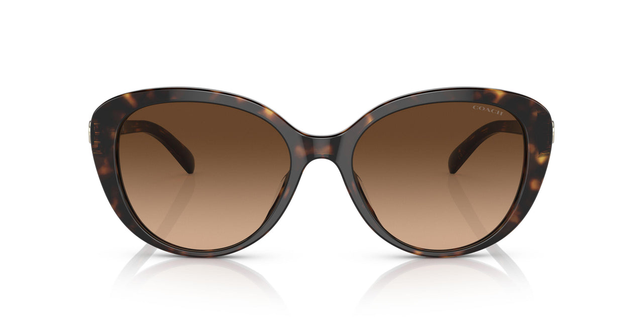 512074 - Havana - Brown Gradient