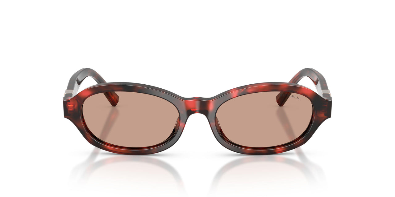 847873 - Tortoise - Brown