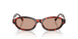 847873 - Tortoise - Brown