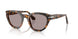 105253 - Tortoise - Violet