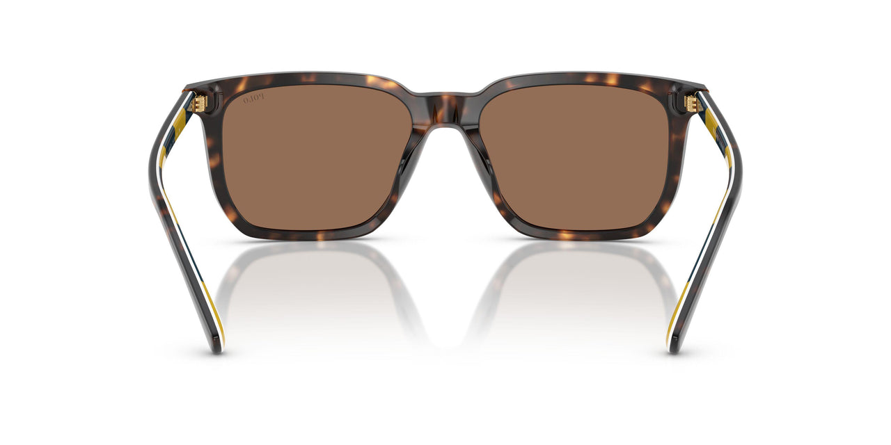 500373 - Tortoise - Dark Brown