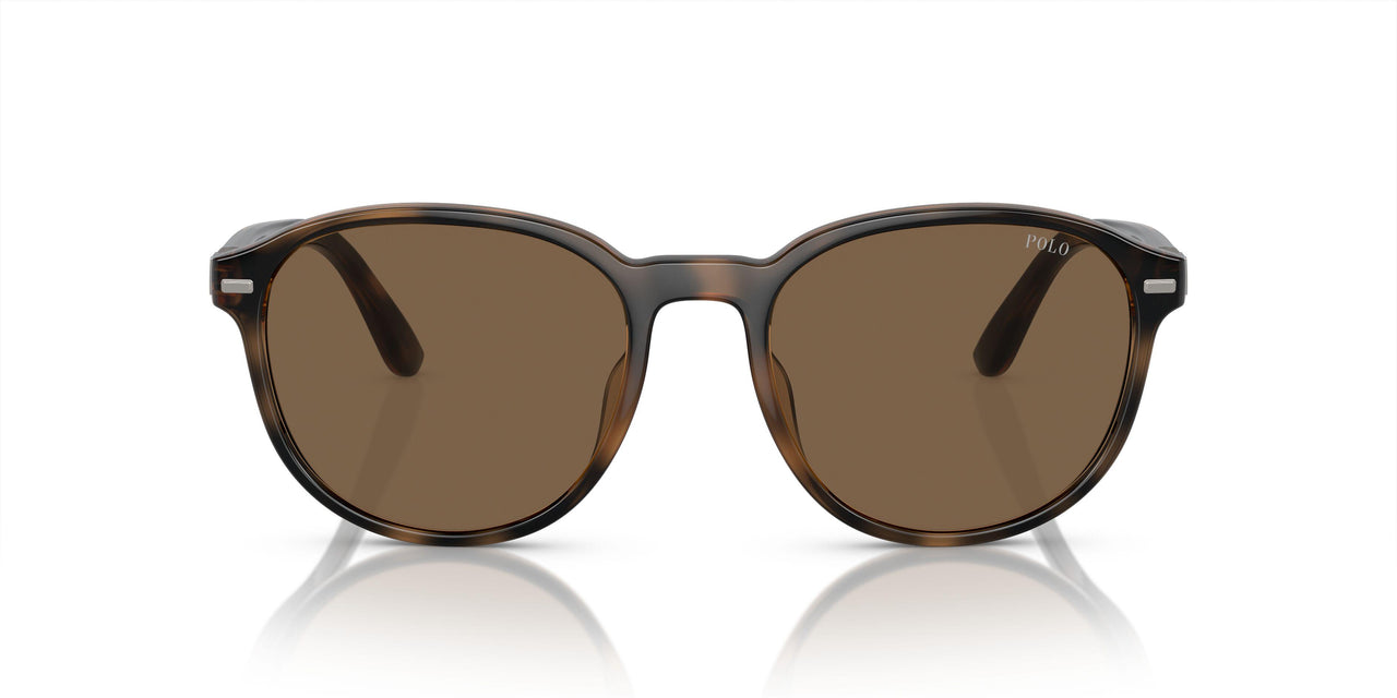 597473 - Tortoise - Brown