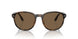 597473 - Tortoise - Brown