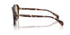 304893 - Tortoise - Gradient Brown