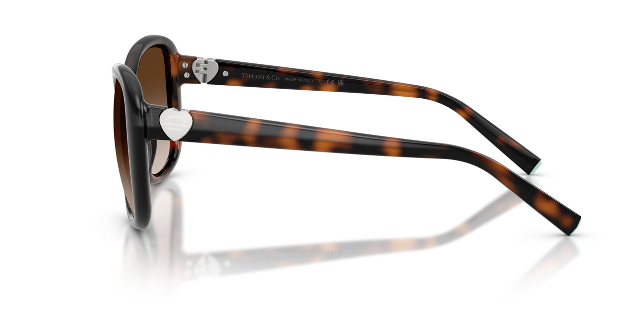 80153B - Tortoise - Brown Gradient