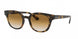 710/51 - Havana - Clear Gradient Brown