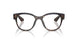 006 - Tortoise
