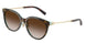 81343B - Brown - Brown Gradient