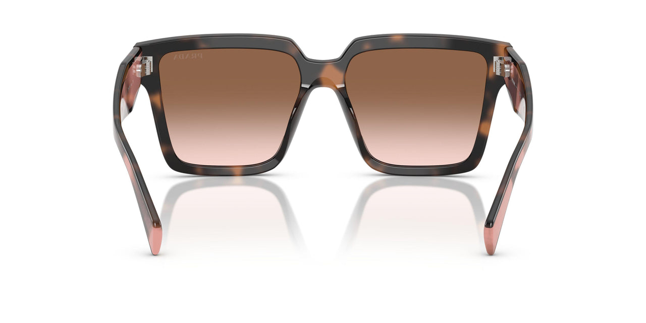 23A0A6 - Tortoise - Brown Gradient