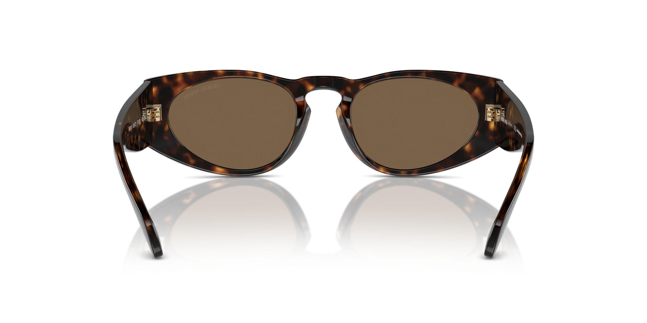 612473 - Tortoise - Dark Brown