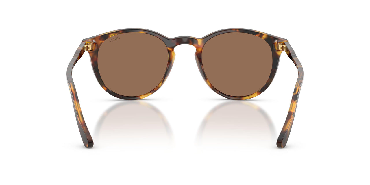 513473 - Havana - Brown