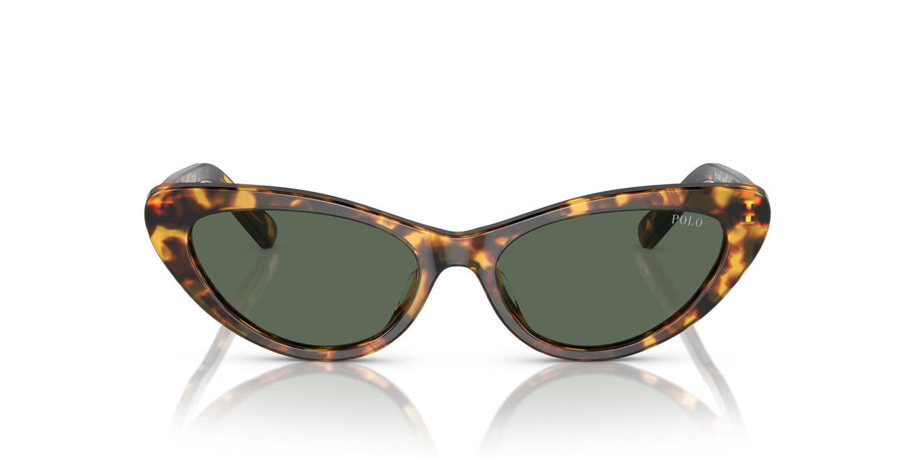 607871 - Tortoise - Dark Green