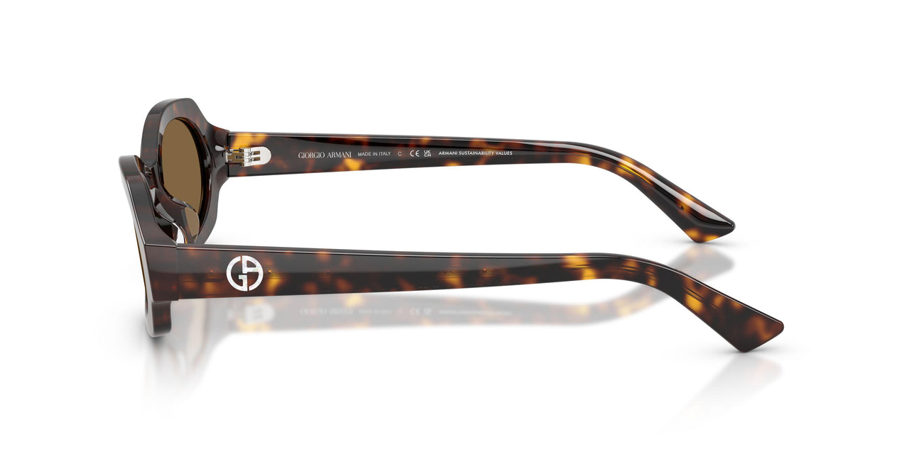 587973 - Tortoise - Brown