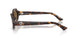 587973 - Tortoise - Brown