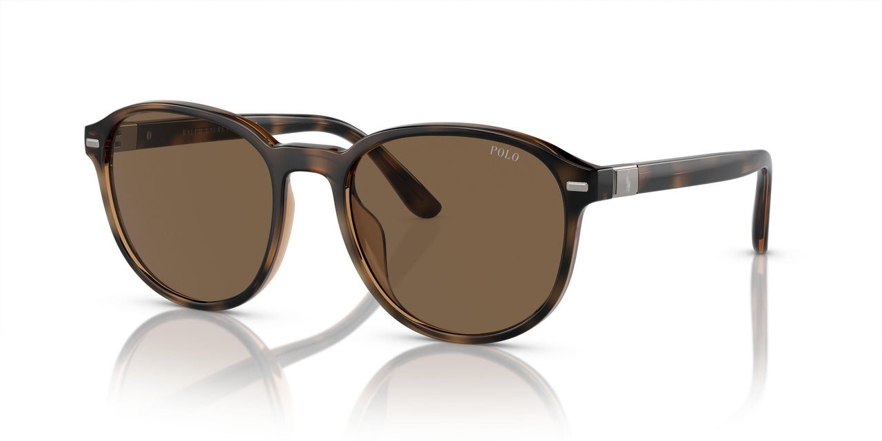 597473 - Tortoise - Brown