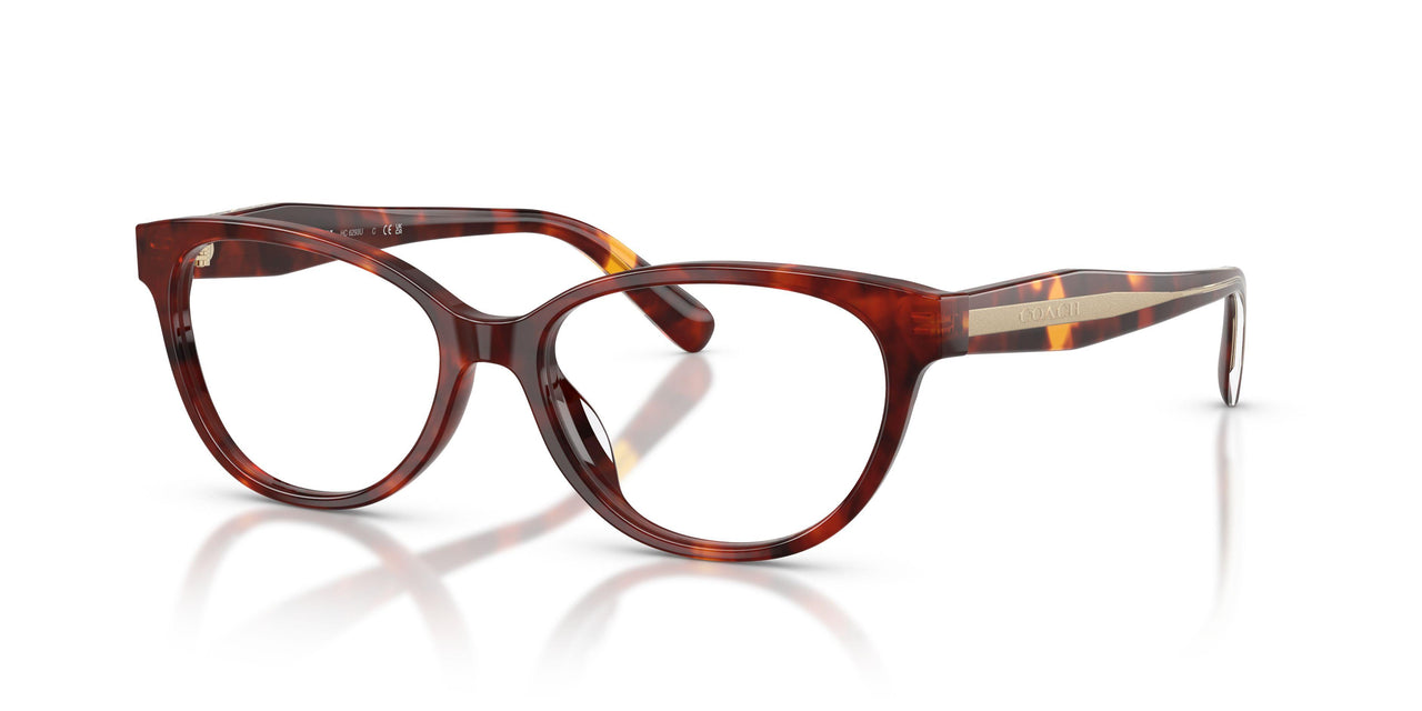 5938 - Tortoise