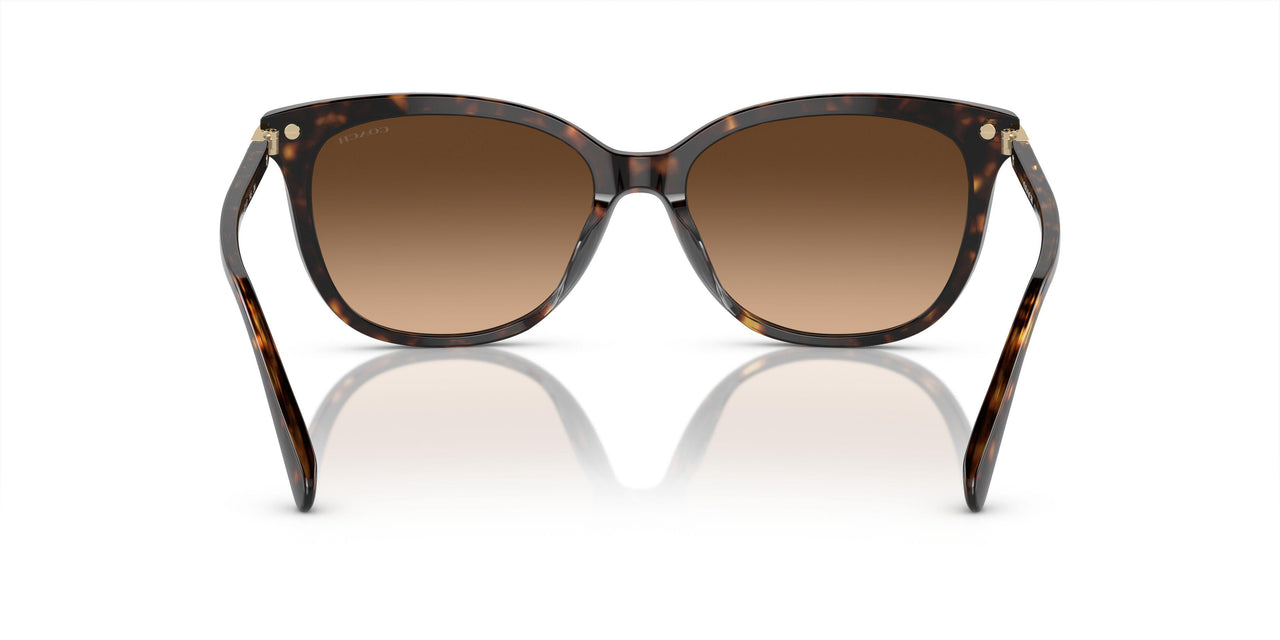 512074 - Tortoise - Brown Gradient