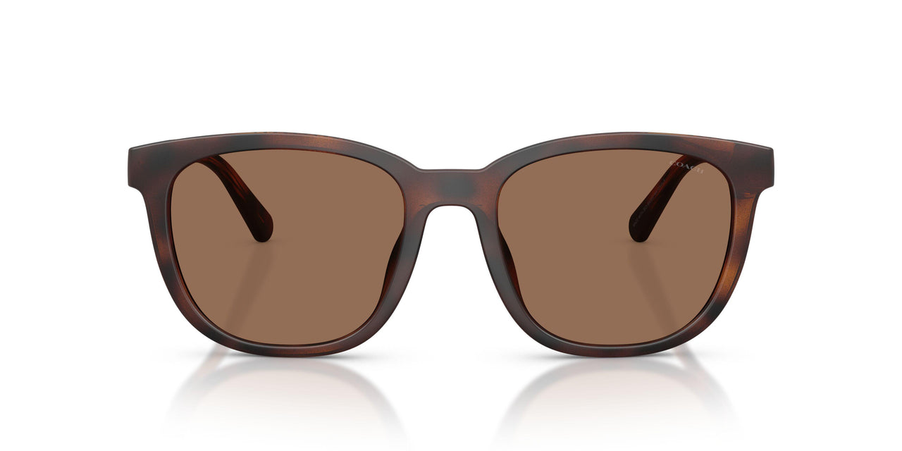 512073 - Tortoise - Brown Solid