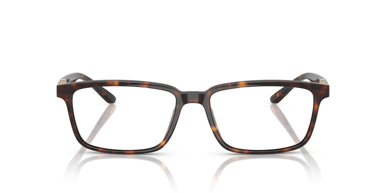 6161 - Tortoise