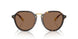 621273 - Tortoise - Dark Brown