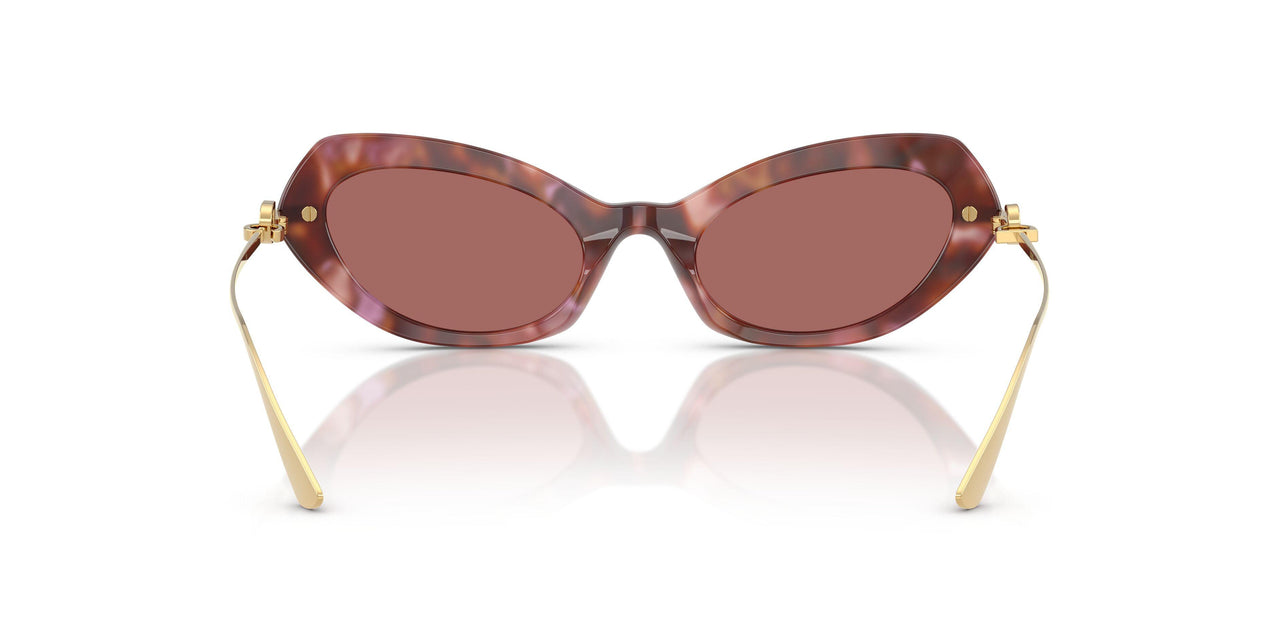 344469 - Tortoise - Dark Violet