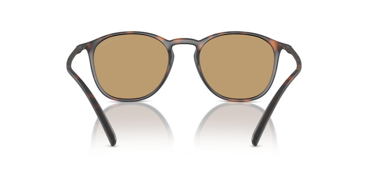 508973 - Tortoise - Dark Brown