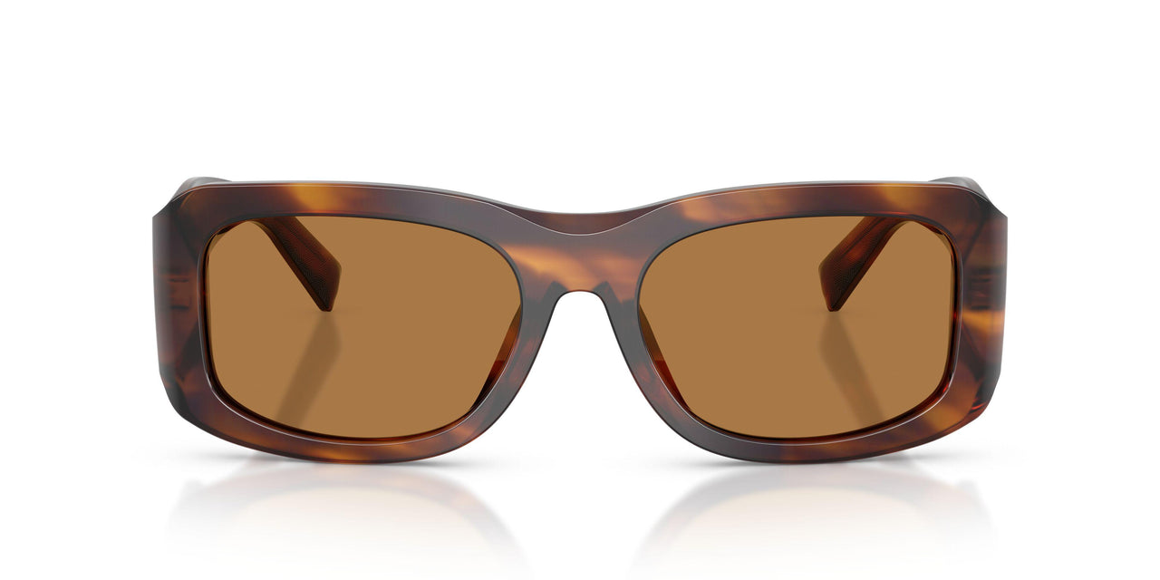 306373 - Tortoise - Bronze