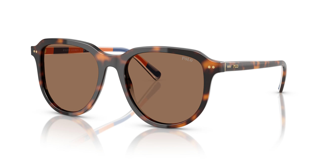 613773 - Tortoise - Dark Brown