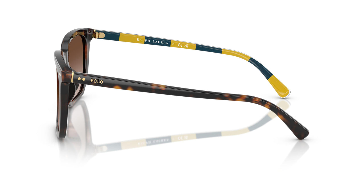 500313 - Tortoise - Gradient Dark Brown