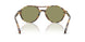 623214 - Tortoise - Green