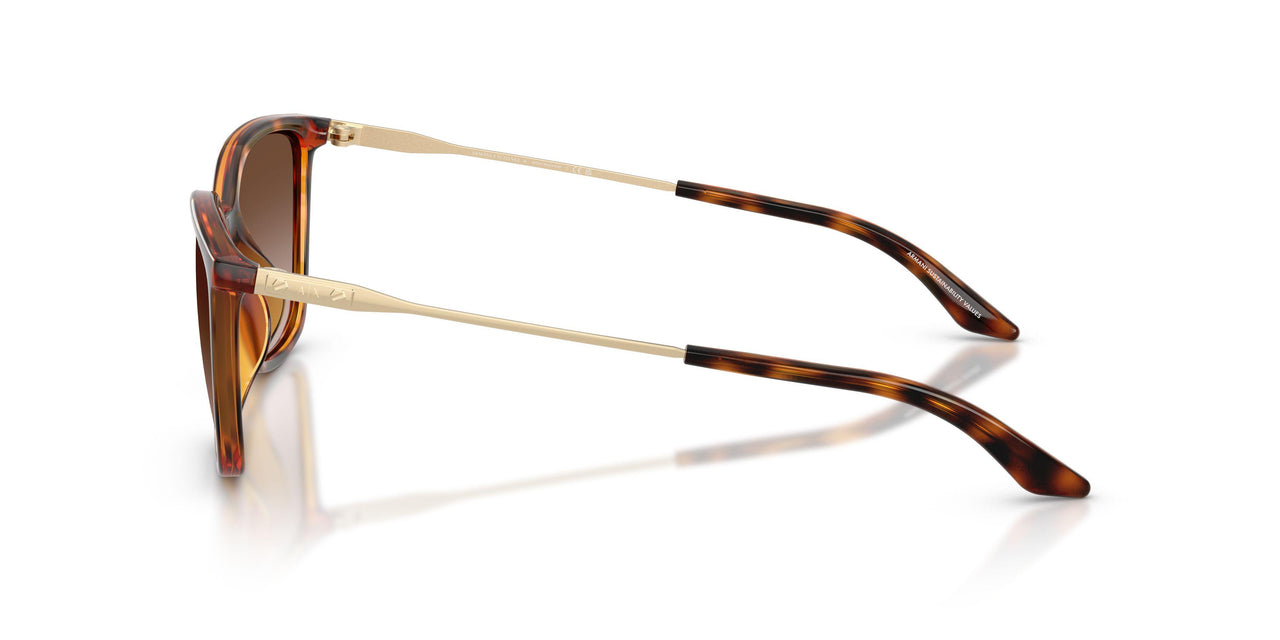 821313 - Tortoise - Brown Gradient