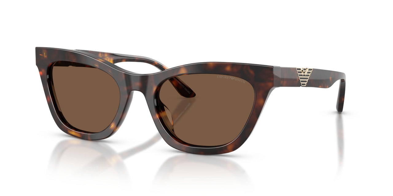 502673 - Tortoise - Brown