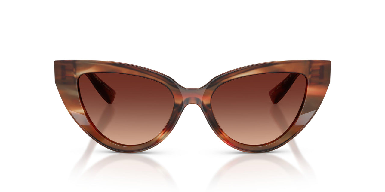 322113 - Tortoise - Gradient Brown