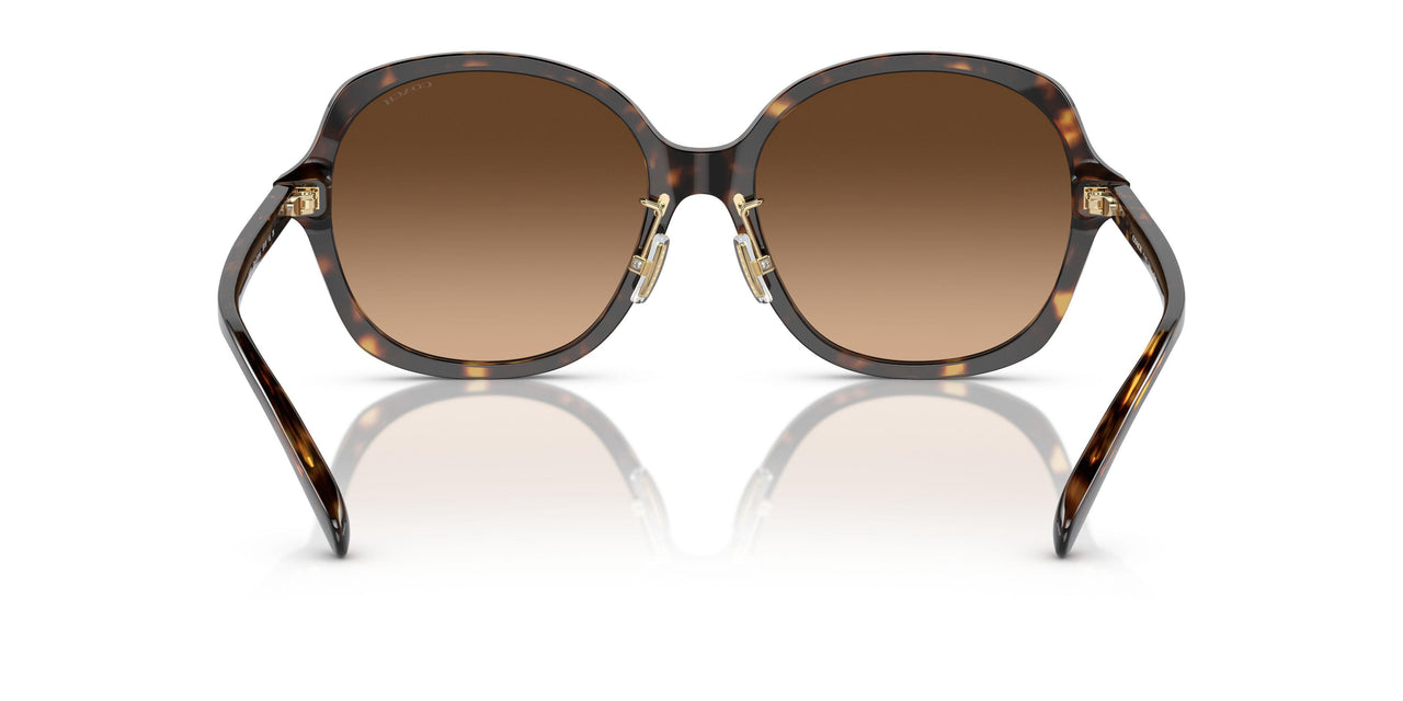 512074 - Tortoise - Brown Gradient