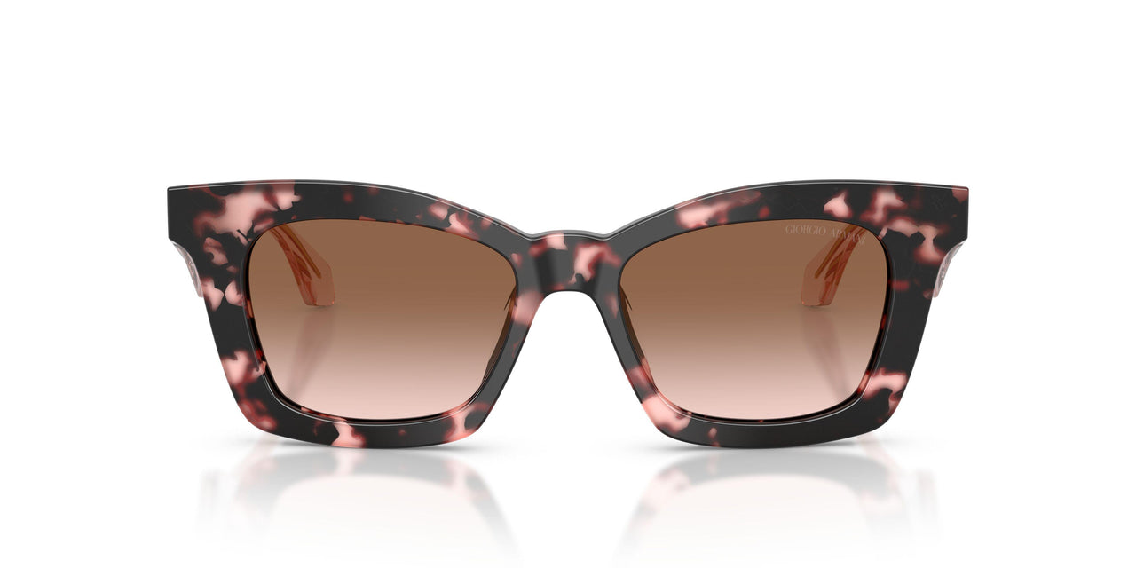623013 - Tortoise - Brown Gradient