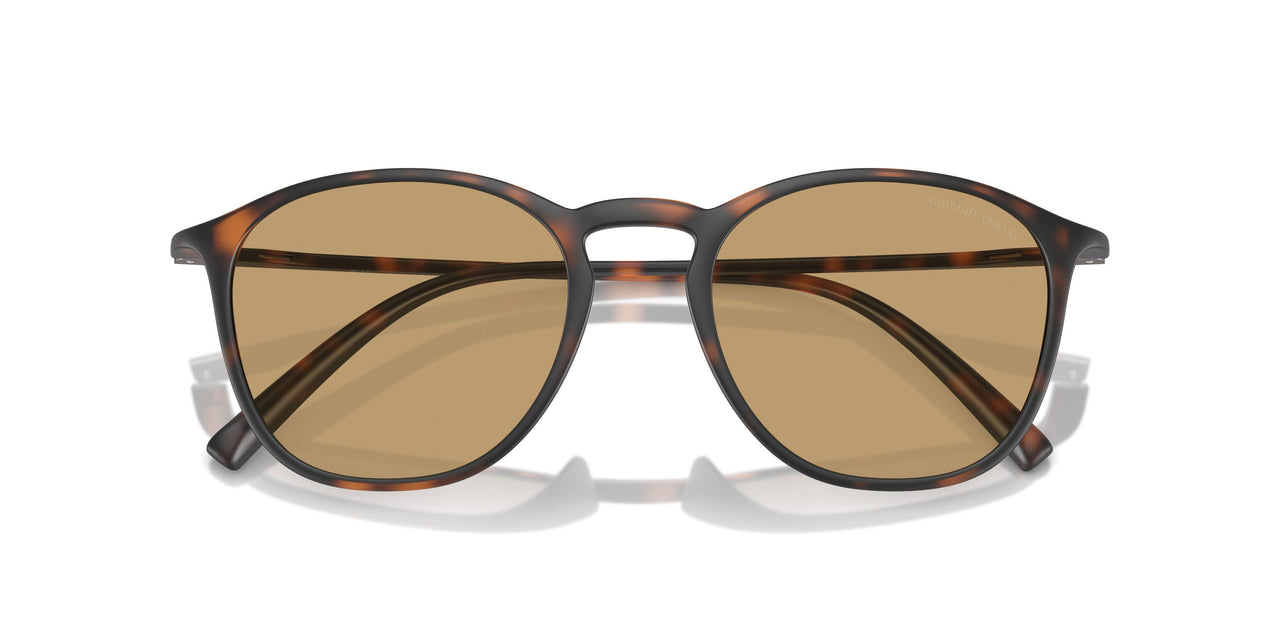 508973 - Tortoise - Dark Brown