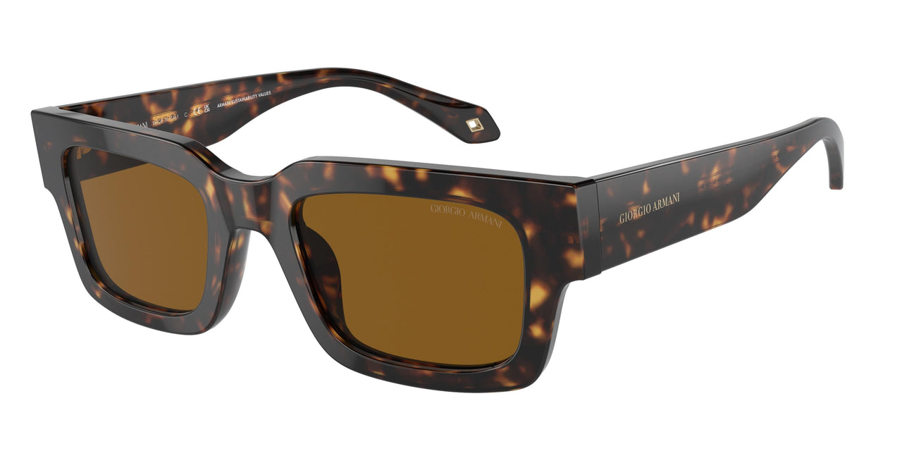 612433 - Tortoise - Brown